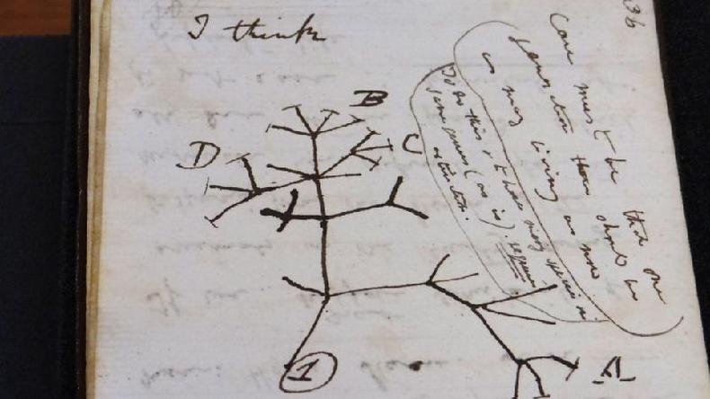 Bloco de Charles Darwin aberto na pgina mostrando seu esboo da rvore da vida