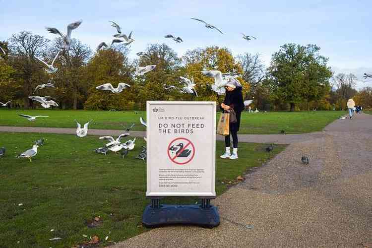 Placa no Reino Unido pede que as pessoas no alimentem as aves