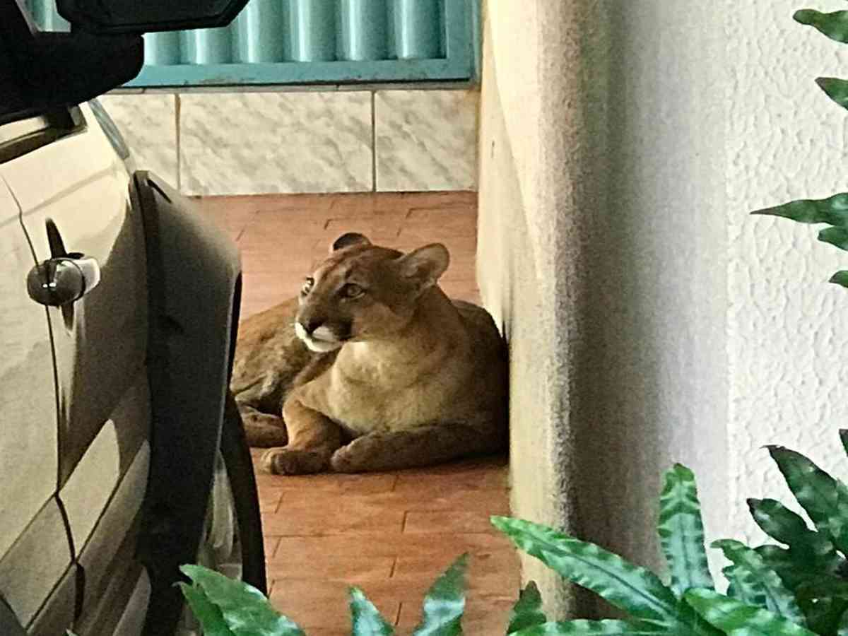 Vídeo: onça é capturada em uma casa no interior de Minas - Gerais - Estado  de Minas