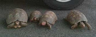 (foto: Divulga��o PRF)