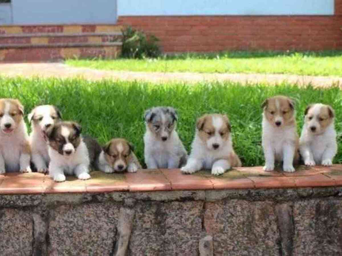 Fila Brasileiro - The best guard dog in the world!: Todos os filhotes dessa  ninhada foram vendidos!