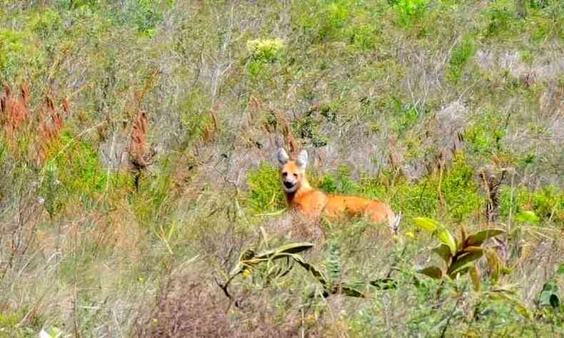 Lobo-guar em rea de cerrado de Itacambira, no Norte de Minas: populao do animal em todo o Brasil  estimada em 24 mil espcimes(foto: Eduardo Gomes/EM/D.A Press)