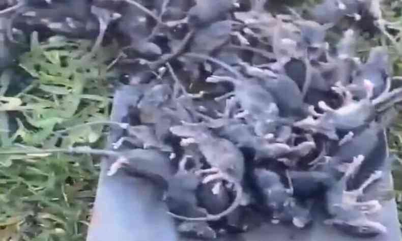 Megainfestação de ratos devasta fazendas na Austrália 