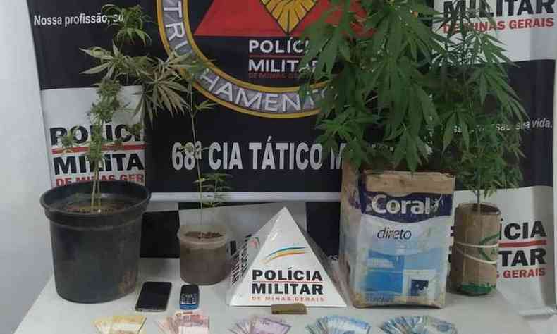 Os ps de maconha foram encontrados dentro de uma residncia no Bairro Jeferson Batista de Freitas(foto: Divulgao/ Polcia Militar)