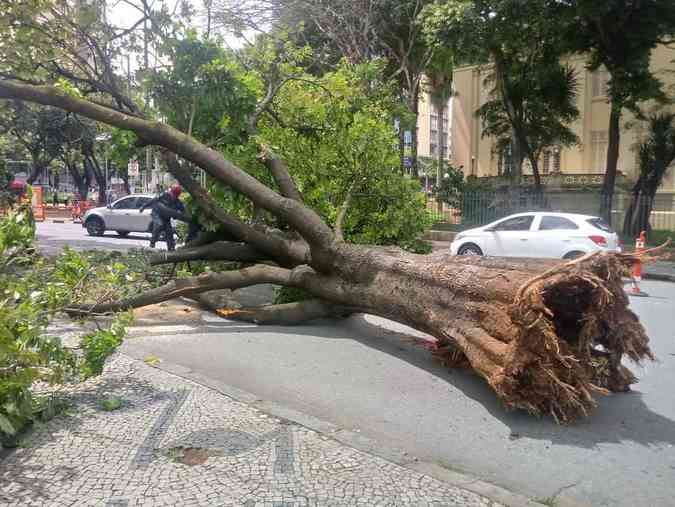 rvore caiu no cruzamento das ruas Paulo de Frontin e Saturnino de Brito, no Centro de Belo HorizonteBeto Novaes/EM/DA Press