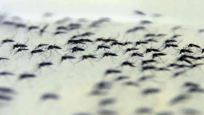 Mosquitos com Wolbachia no insetrio da Fiocruz (foto: Peter Ilicciev / Multimagens Fiocruz)