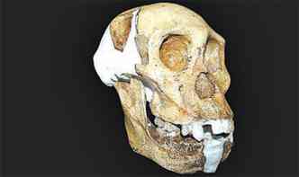 Estudos dos dentes confirmam a mistura de caractersticas da espcie: molares como os de humanos(foto: REVISTA SCIENCE/DIVULGAO)