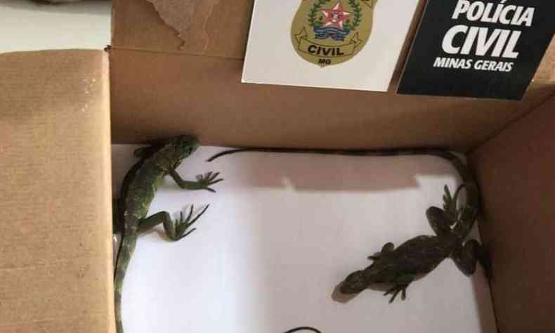 Homem recebeu duas iguanas dentro de uma caixa para transporte ilegal(foto: Polcia Civil/Divulgao)