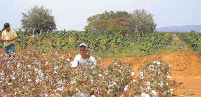 Anbal Freire, analista da Companhia de Saneamento de Minas (Copasa), diante do plantio de algodo no Norte do estado: benefcios da fertirrigao levada a produtores que convivem com a extrema seca(foto: COPASA/DIVULGAO)