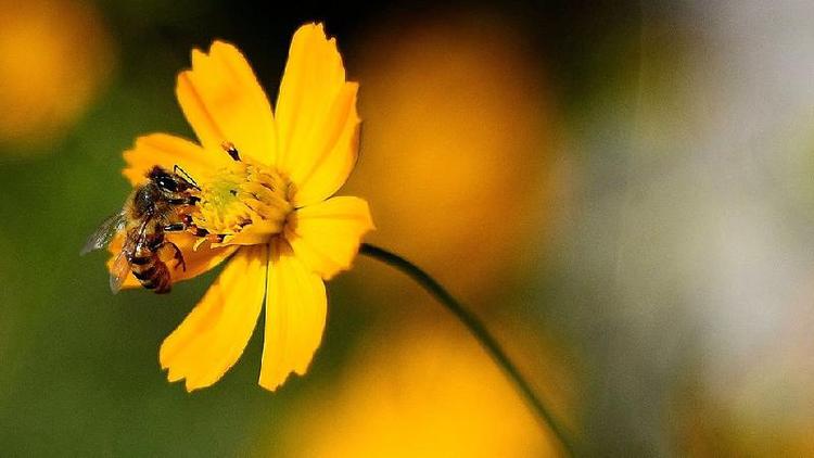 Abelha africanizada em flor amarela em Londrina, Paran