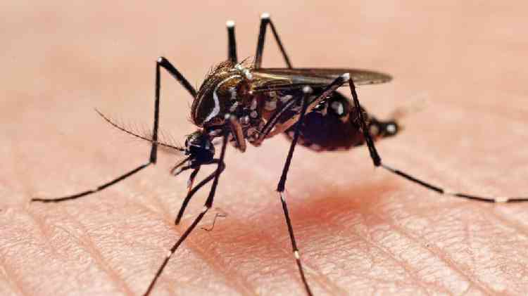 Aedes aegypti pousado na pele de algum