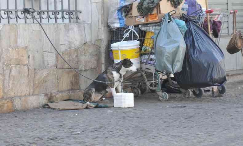 Cão na avenida Bias Fortes, em Belo Horizonte