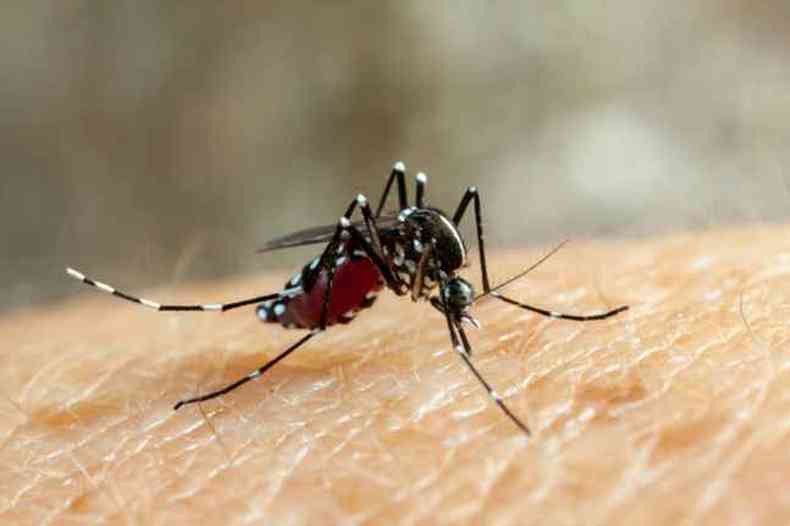Aedes aegypti, o mosquito que transmite as trs doenas.(foto: Freepik)