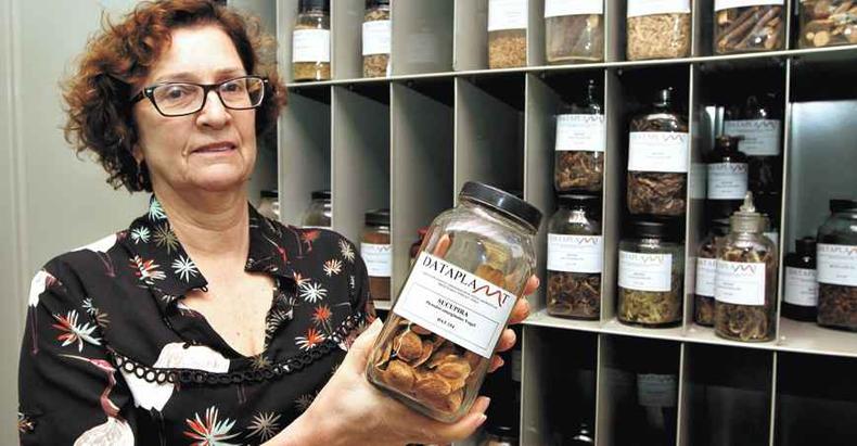 Maria das Graças Lins Brandão, pesquisadora e coordenadora do Ceplamt-UFMG, diz que 10% de toda biodiversidade vegetal tem algum tipo de uso(foto: Jair Amaral/EM/D.A Press) Maria das Graças Lins Brandão, pesquisadora e coordenadora do Ceplamt-UFMG, diz que 10% de toda biodiversidade vegetal tem algum tipo de uso(foto: Jair Amaral/EM/D.A Press)