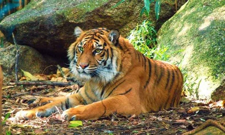 O tigre � uma das esp�cies amea�adas de extin��o(foto: Pixabay)