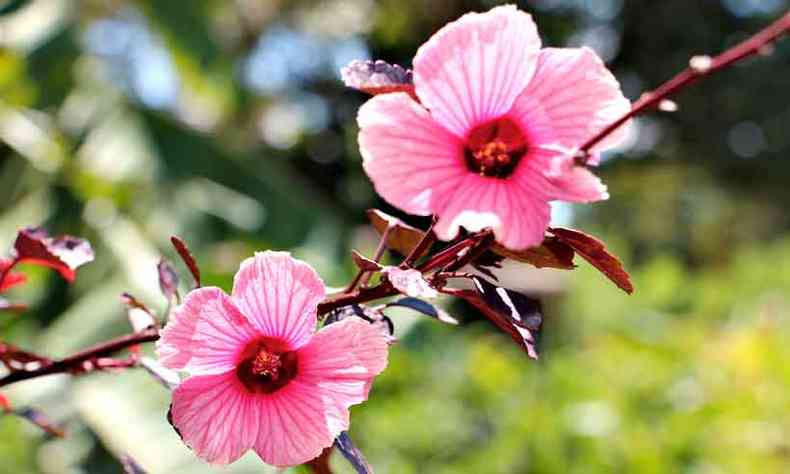 Hibiscus acetosella, popularmente conhecida como vinagreira-de-folhas-roxas e de flor-de-quiabo-azedo (foto: Erasmo Reis /ASCOM EPAMIG)