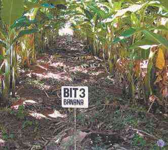 Resultados do processo na plantao de banana sero avaliados depois da colheita(foto: COPASA/DIVULGAO)