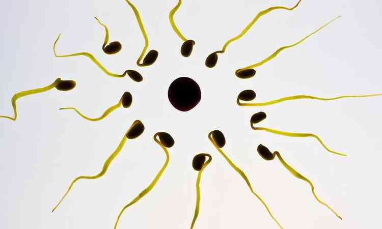 ilustrao de espermatozoide em direo ao vulo