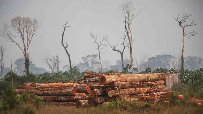 Pilha de toras de madeira cortadas ilegalmente na floresta no sul do Estado do Amazonas em 17 de setembro de 2022