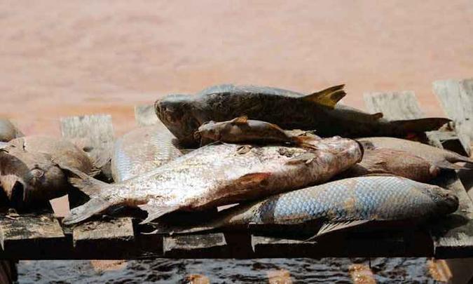 No distrito de Baguari, em Valadares, muitos peixes foram mortos após rio ser devastado pelos rejeitos de mineração da barragem da Samarco(foto: Gladyston Rodrigues/EM/D.A Press ) No distrito de Baguari, em Valadares, muitos peixes foram mortos após rio ser devastado pelos rejeitos de mineração da barragem da Samarco(foto: Gladyston Rodrigues/EM/D.A Press )