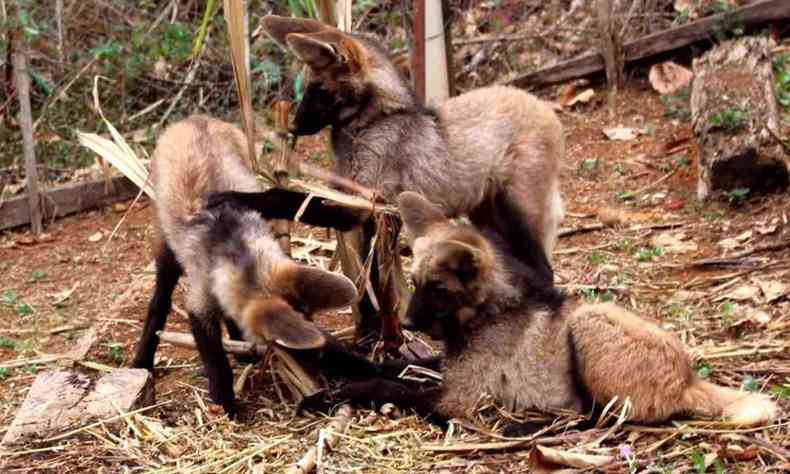 Filhotes de lobo-guar brincam no zoolgico da Usipa, em Ipatinga