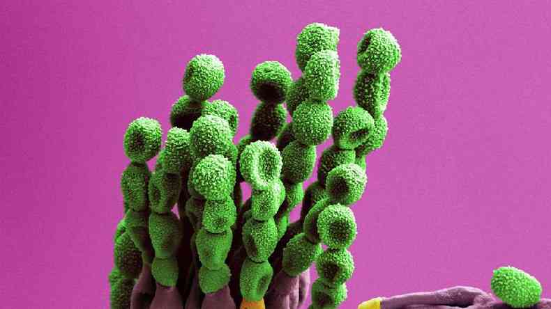 Existem centenas de espcies do gnero de cogumelos Pennicillium, um dos mais comuns na Estao Espacial Internacional(foto: Science Photo Library)