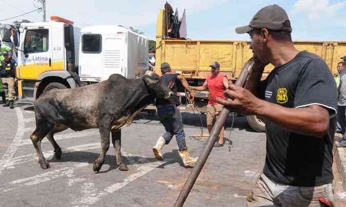 Voluntrios tiveram que virar pees boiadeiros para dar conta de retirar animais de dentro das ferragens da carroceria do caminho(foto: Beto Novaes/EM/D.A PRESS)