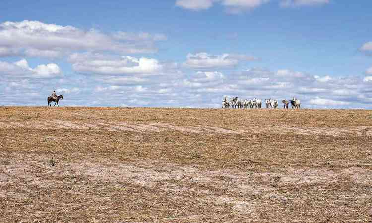 Homem a cavalo se aproxima de cabeas de gado em pasto seco em cena de 'Querncia'
