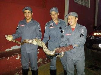 Os bombeiros de Montes Claros capturaram uma jiboia de 1,90 metro na tarde de quarta-feira. A cobra foi encontrada no galinheiro de uma resid�ncia no Bairro Vila Sion. A jiboia foi entregue no IBAMA para soltura. (foto: Assessoria de Comunica��o do 7� BBM)