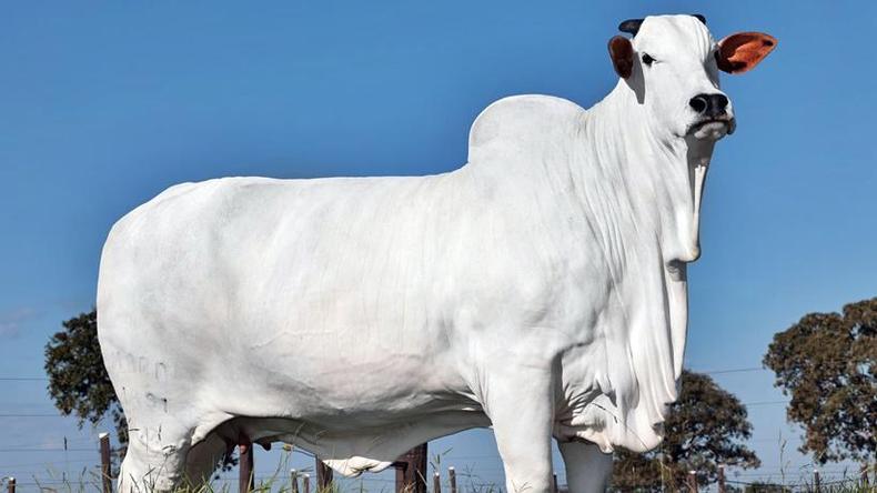 Vaca já tinha batido recorde em 2022(foto: Divulgação) Vaca Nelore da cor branca