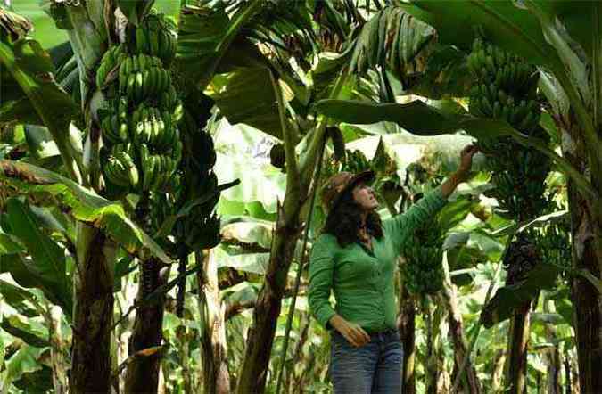 A produtora Bernadete Ribeiro acredita que ambiente ficou mais agradvel e que bananeiras esto mais altas (foto: Roneijober Andrade/Divulgao )