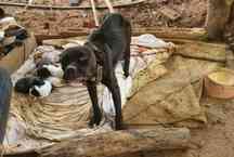 Ossos à mostra: homem é preso suspeito de deixar 13 cães sem comida em MG