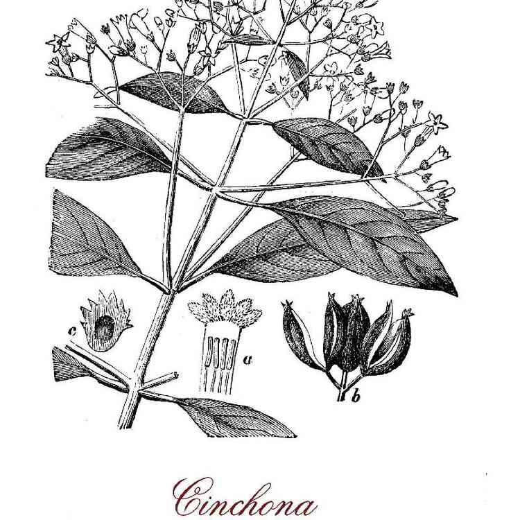 Ilustrao da planta