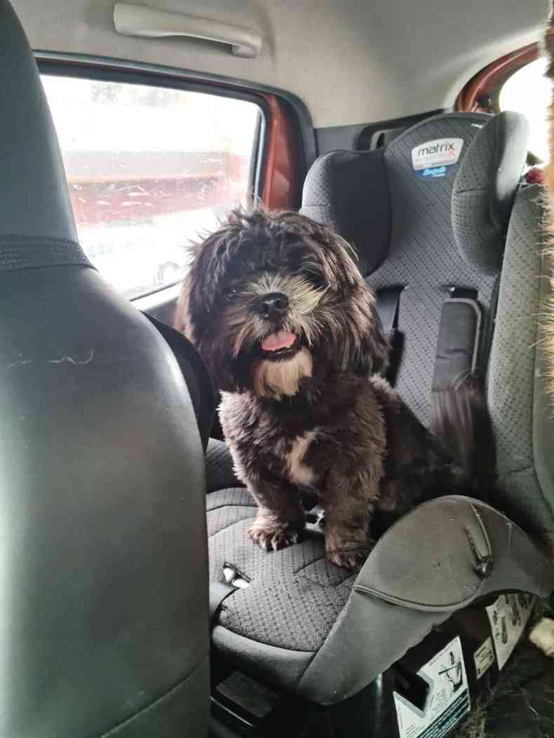 Lulu na cadeirinha de criana, dentro de um carro