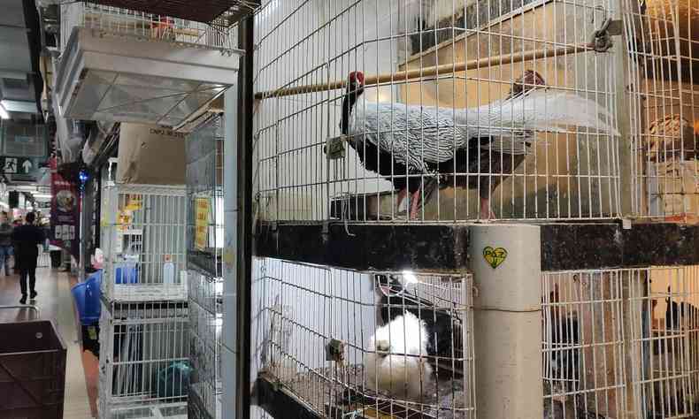 aves no Mercado Central de BH 