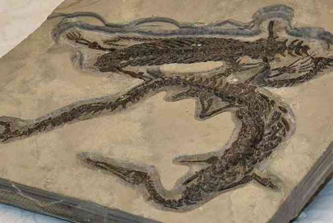 Os 13 fsseis de Mesosaurus braziliensis foram encontrados em So Paulo(foto: Wilson Dias/Agncia Brasil)