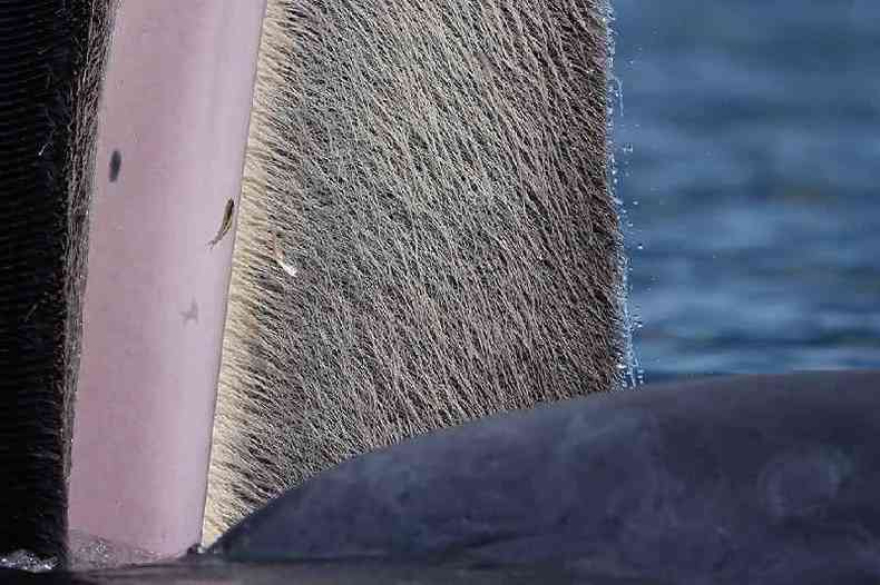 A baleia-de-bryde
