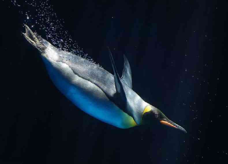 Pinguim imperador nadando