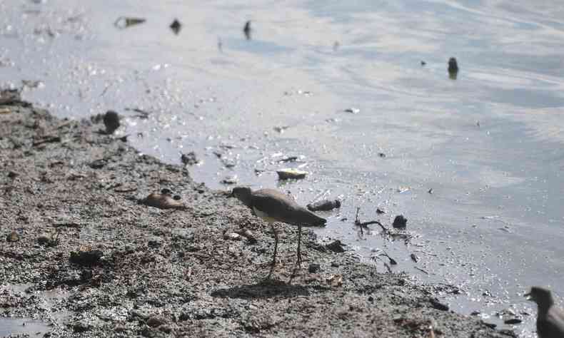 Aves circulam em Lagoa da Pampulha com esgoto em BH