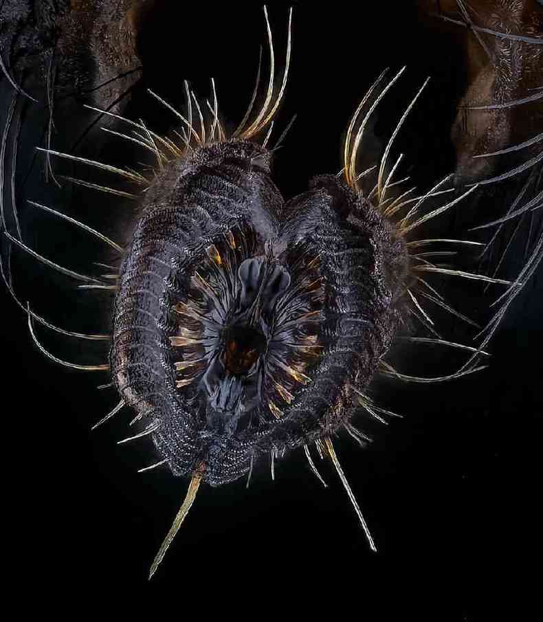 Voc nunca mais vai olhar para uma mosca da mesma maneira %u2014 esta  a probscide (espcie de 'tromba' que o inseto usa) de uma mosca (Musca domestica), capturada por Oliver Dum na Alemanha