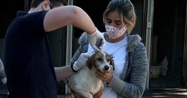 Uberaba retoma cadastro de animais para microchipagem - Vimarsana News