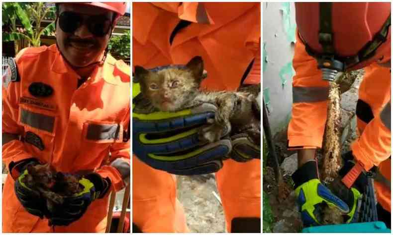 Montagem de fotos de bombeiro resgatando gatos
