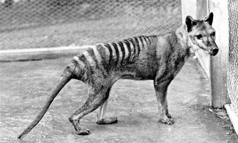 Apesar da caa pelo tigre-da-tasmnia sempre existir, a prtica se intensificou durante o sculo XIX. 