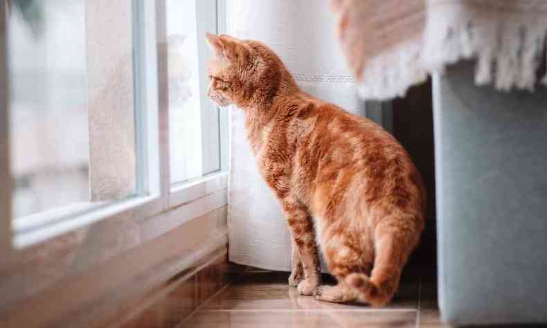 Gato olhando pela janela