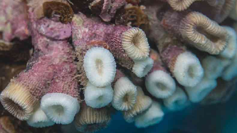 O aquecimento do oceano faz com que os corais sofram um processo de branqueamento(foto: Mari Lopes/Divulgao)