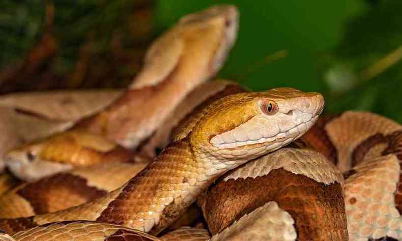 Por duas vezes cobras venenosas foram usadas na tentativa de o crime dar certo(foto: Michael Kleinsasser/Pixabay )