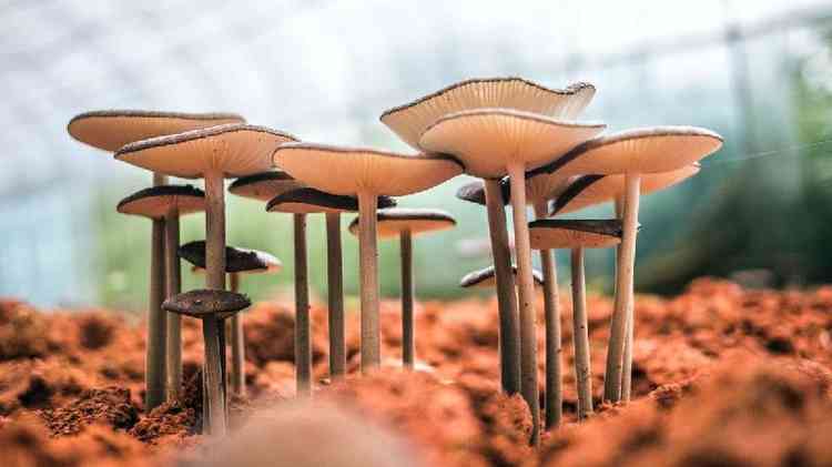 Foto de cogumelos
