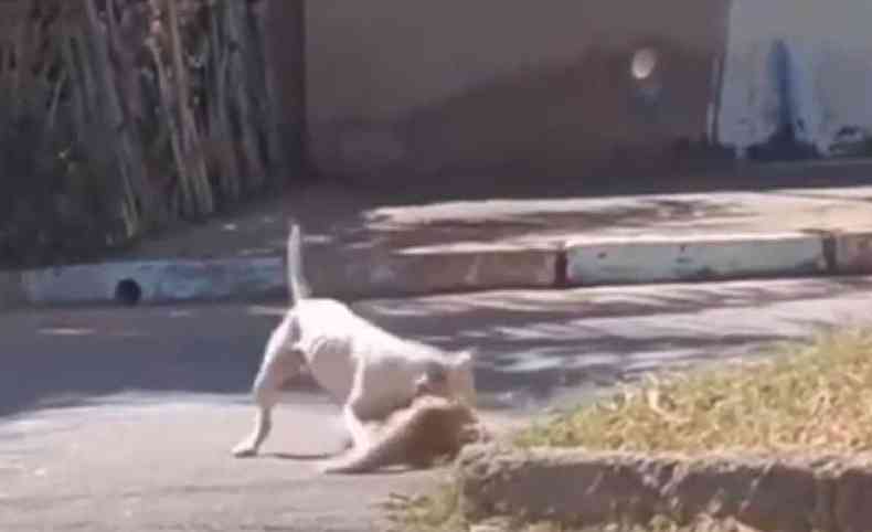 Cachorro feroz ataca gato na Samambaia