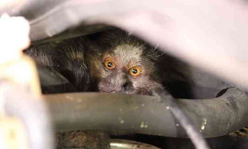 Mico que mora em motor invade casa em busca de alimento(foto: Clovelino Maia)