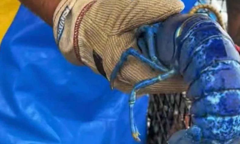 Na foto, pescador segura exemplar raro de lagosta azul